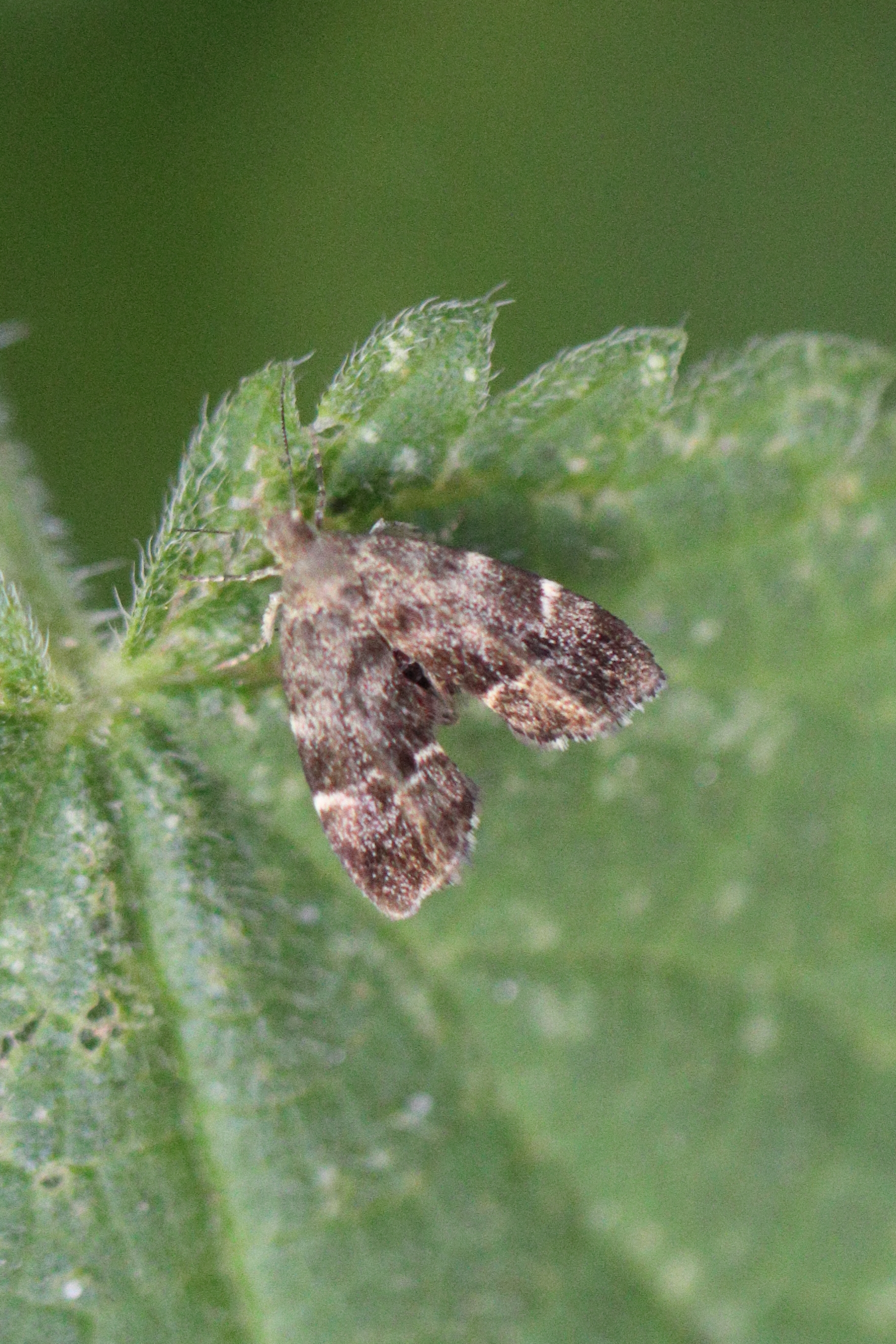 Photo of Common Nettle-tap (Anthophila fabriciana)